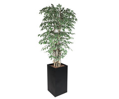 декоративни растения