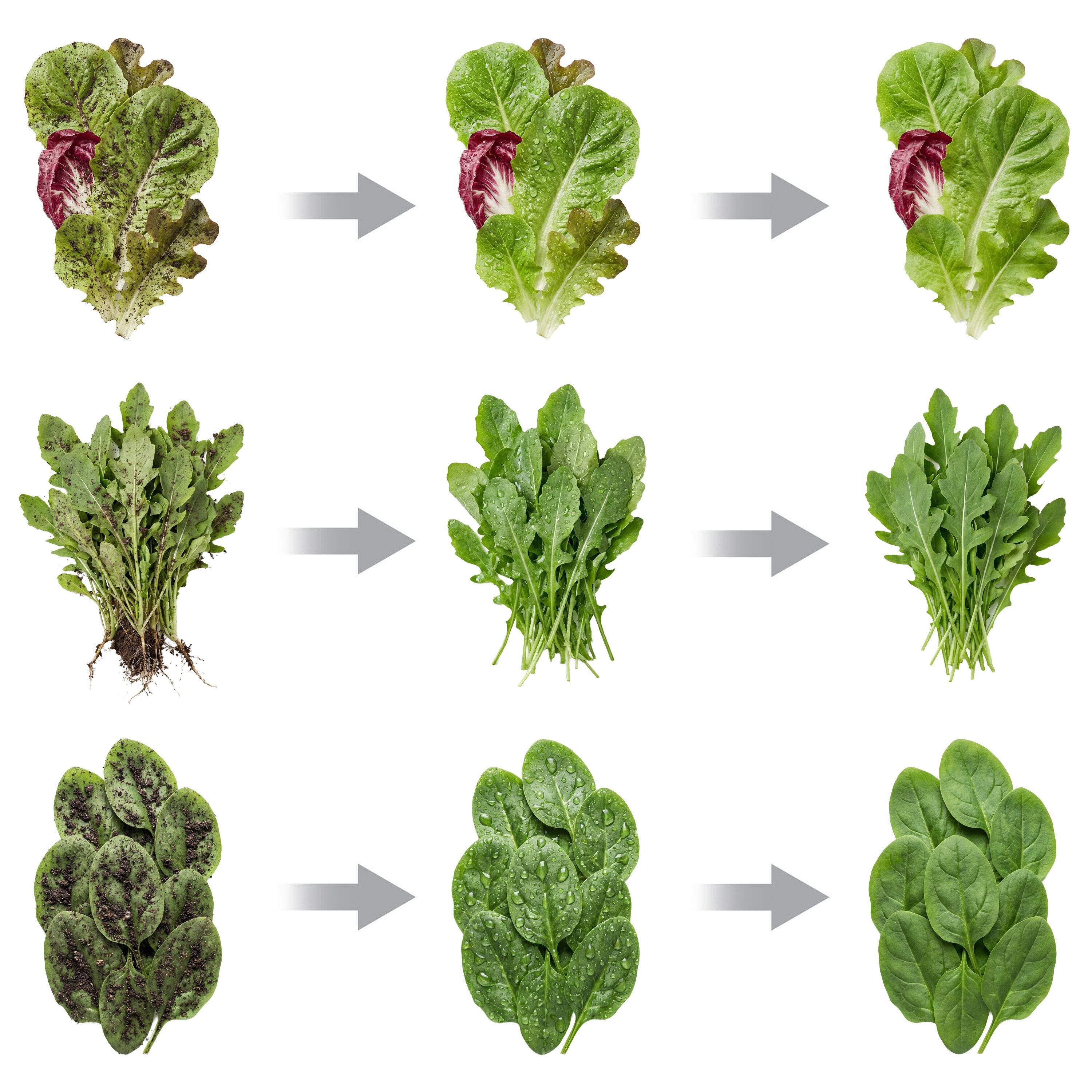 Salad-spinner_SSH_SASP_detail_1